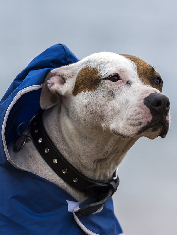 dog wearing blue rain coat dog wearing blue rain coat